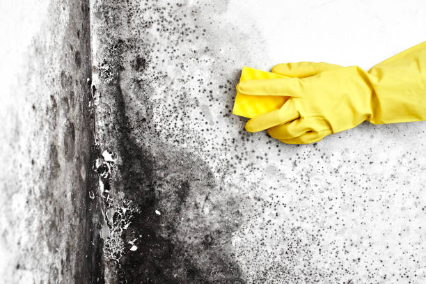 Best Biohazard Mold Removal  in Redway, CA