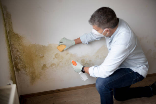 Best Commercial Mold Inspection  in Redway, CA