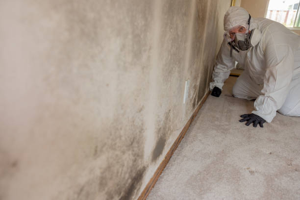 Environmental Consulting for Mold Prevention